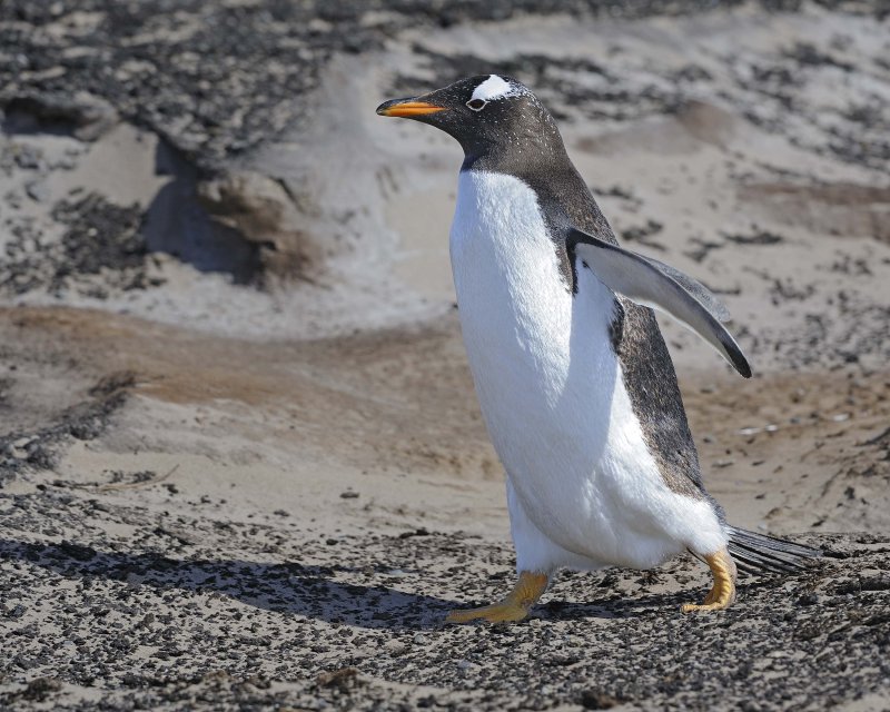 Sea Lion Island, Falkland Islands and a Gentoo Penguin