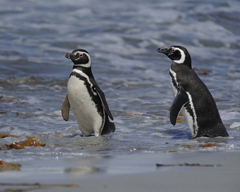 Two Magellanic Penguins