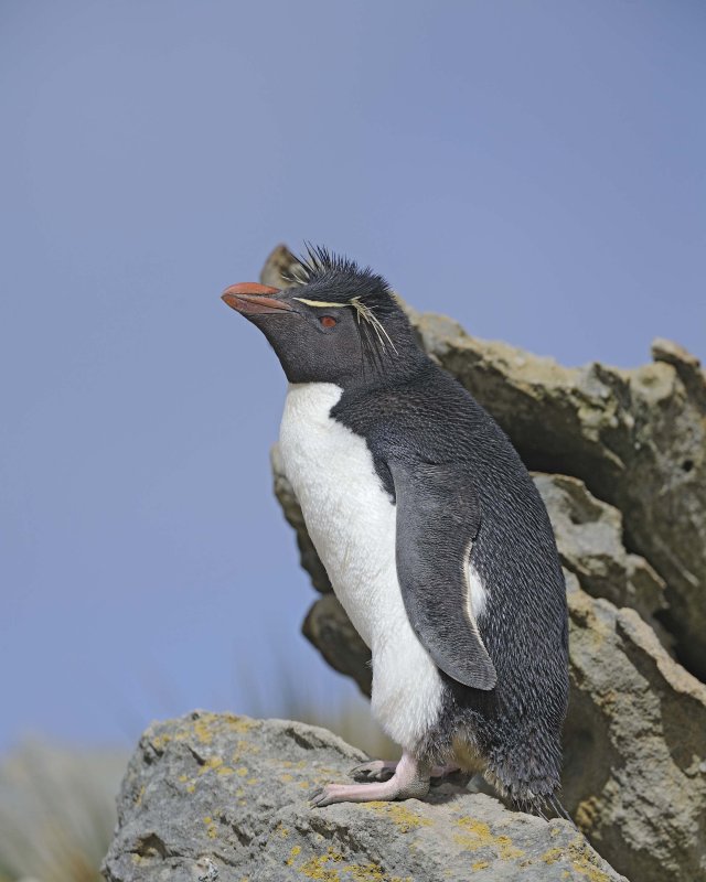 Rockhopper Penguin