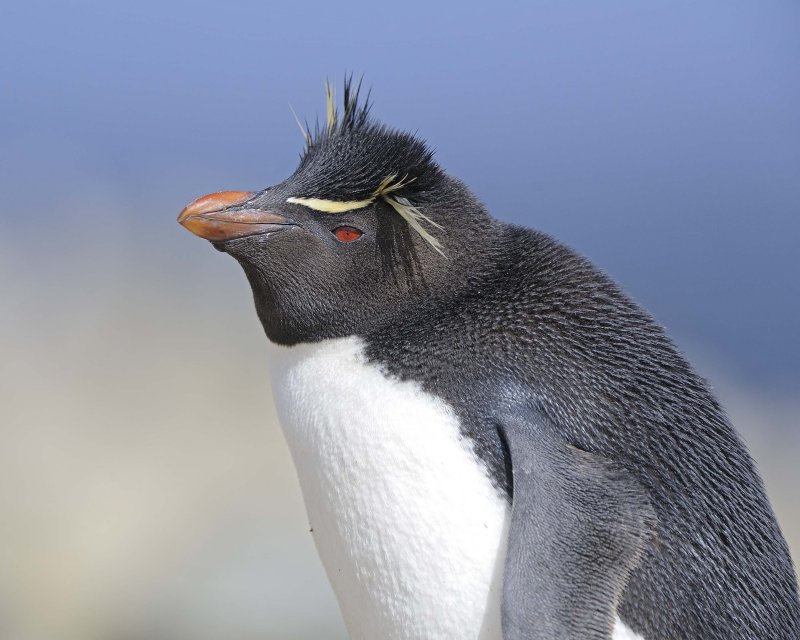 Rockhopper Penguin