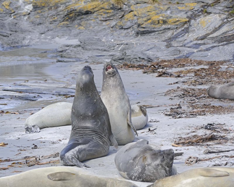  Two Juvenile Southern Elephant Seals fighting