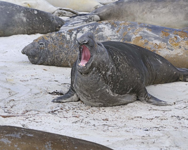 Southern Elephant Seal Bellowing