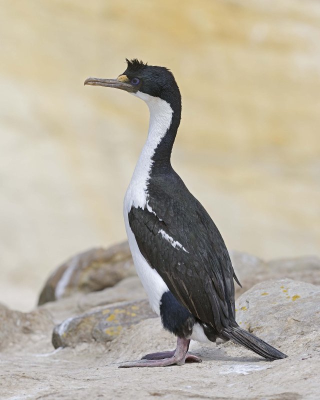 Landing on New Island, Falkland Islands and a Blue-eyed Shag