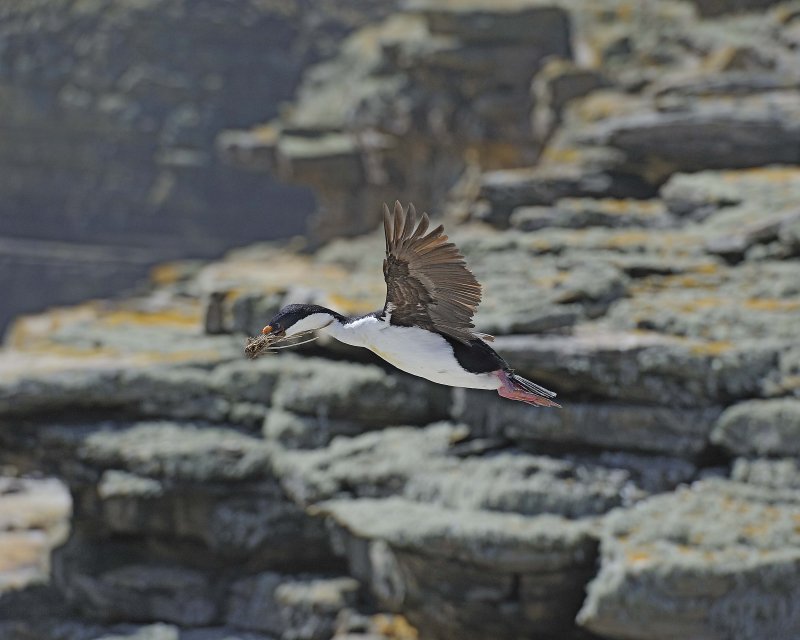 Blue-eyed Shag flying with nest materials
