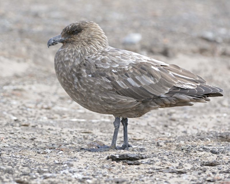 Brown Skua