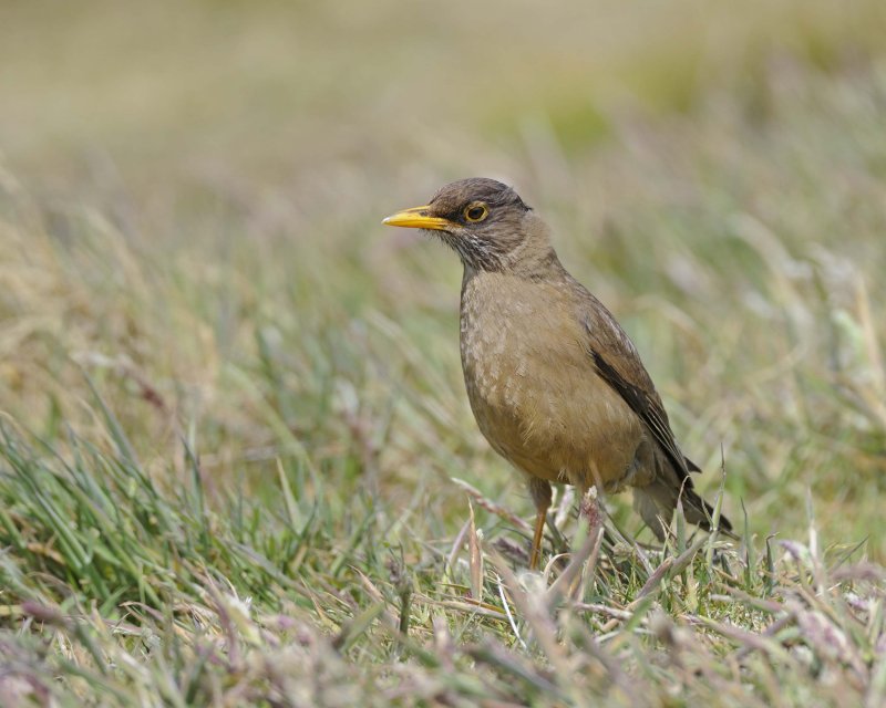 Austral Thrush