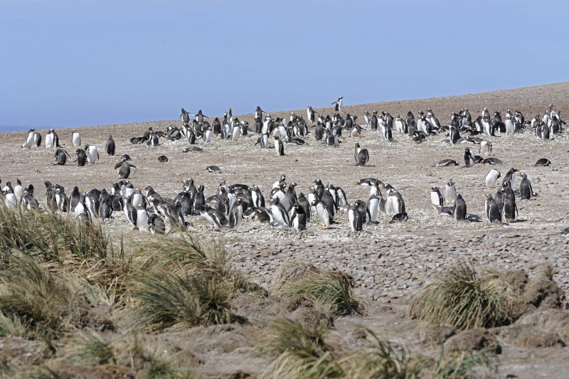 Steeple Jason Island, Falkland Islands and a Gentoo Penguin Colony