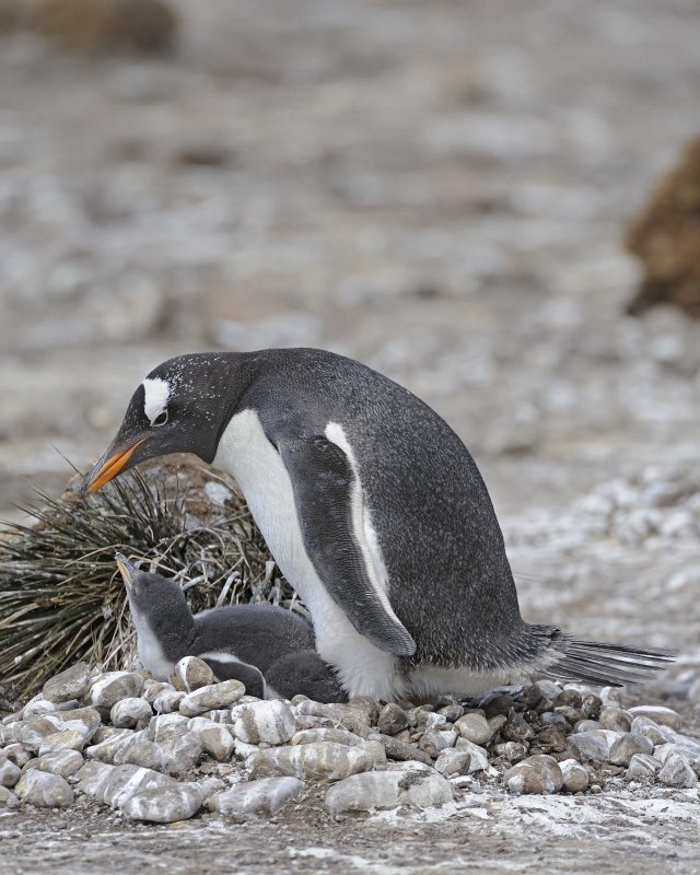 Gentoo Penguin with Two Chicks