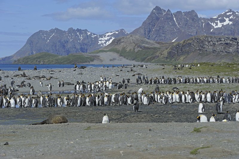 King Penguin Colony