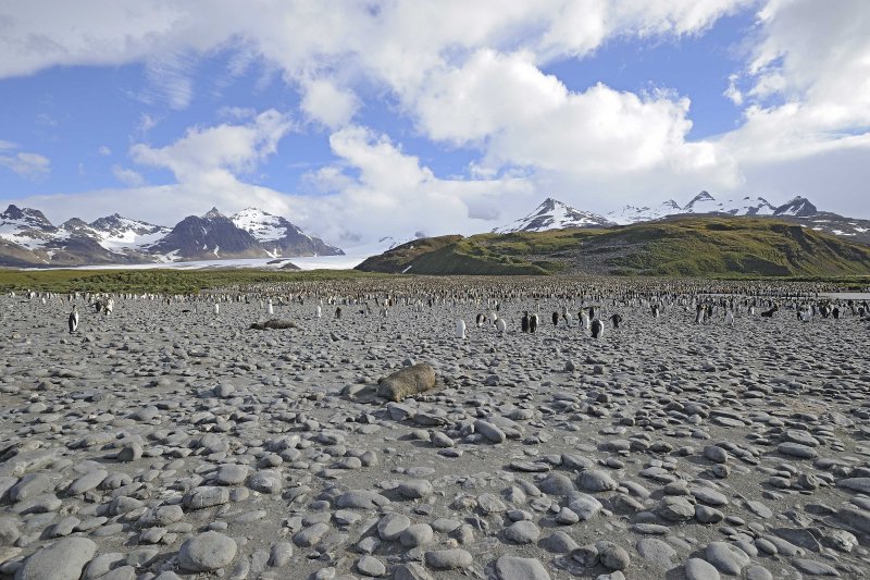 King Penguin Colony