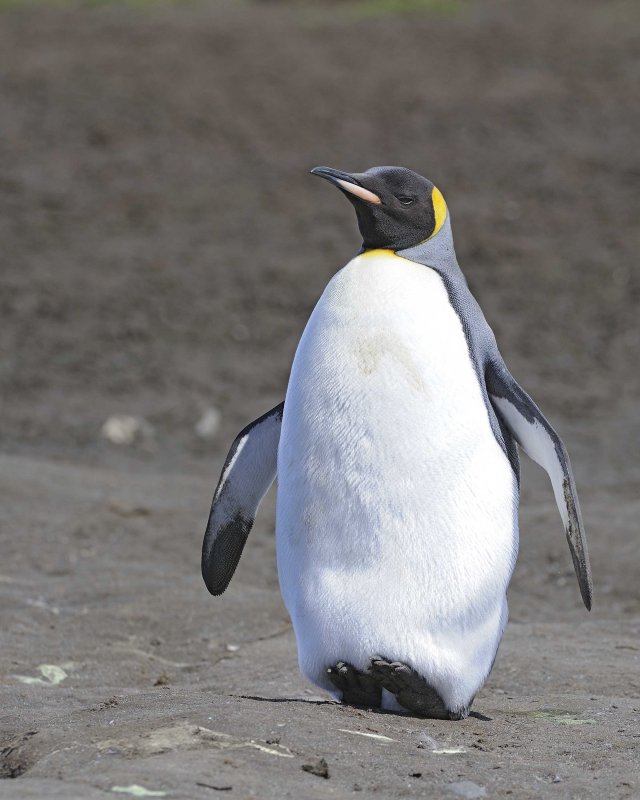 King Penguin