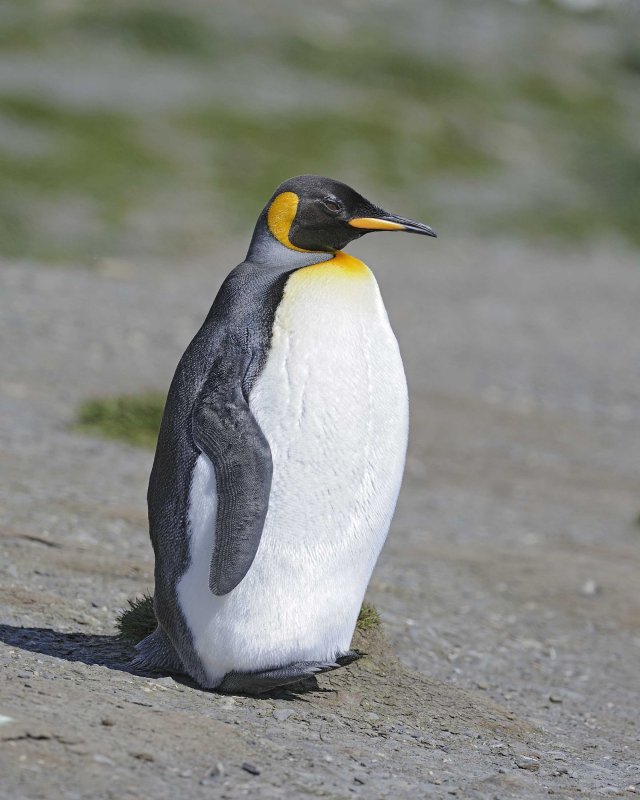 King Penguin