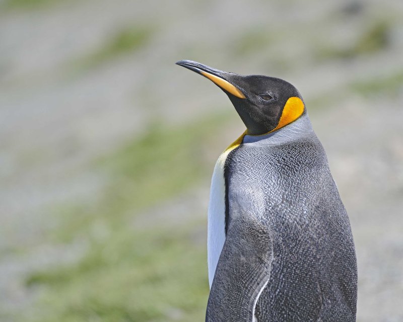  King Penguin
