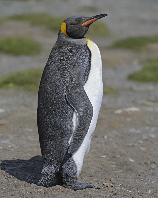 King Penguin