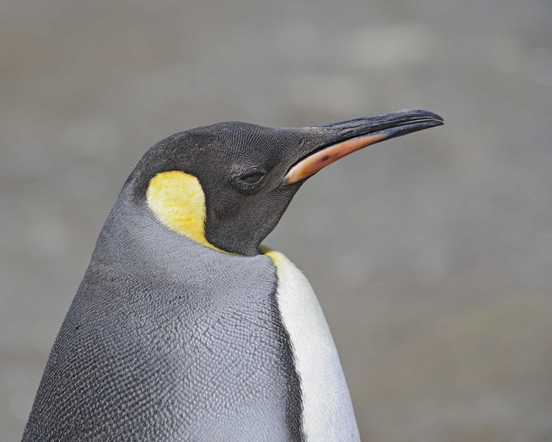 King Penguin