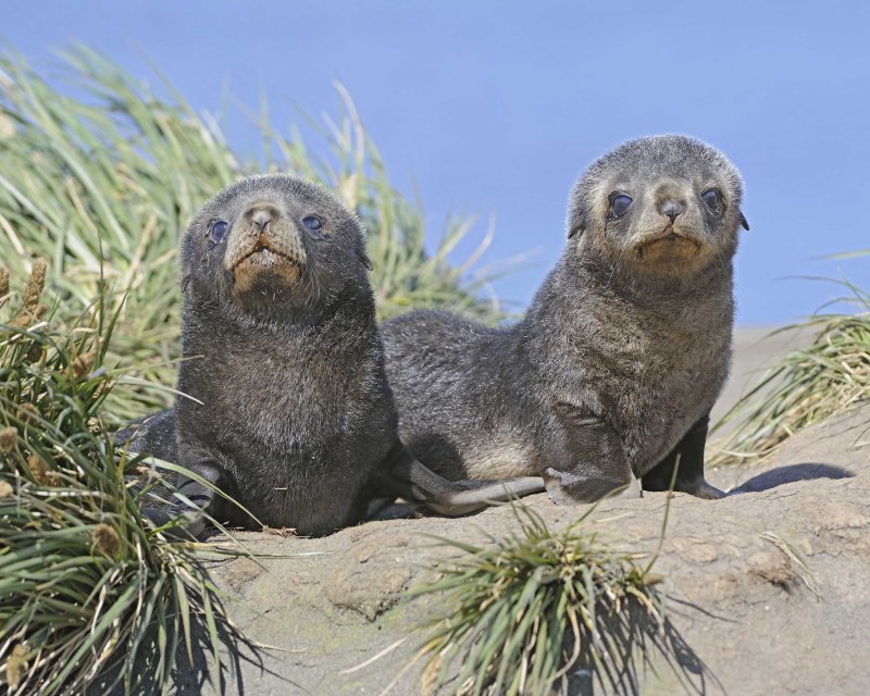 Two Antarctic Fur Seal Pups