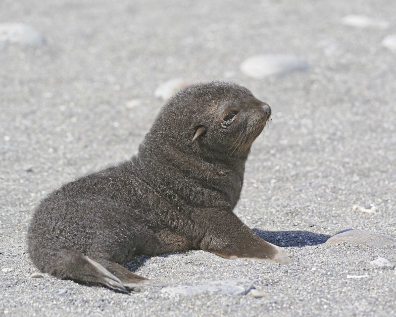 Landing at Bay of Isles, Salisbury Plain, South Georgia Island
