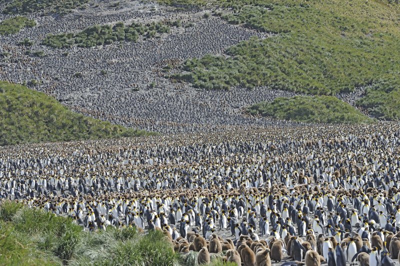 King Penguin Colony