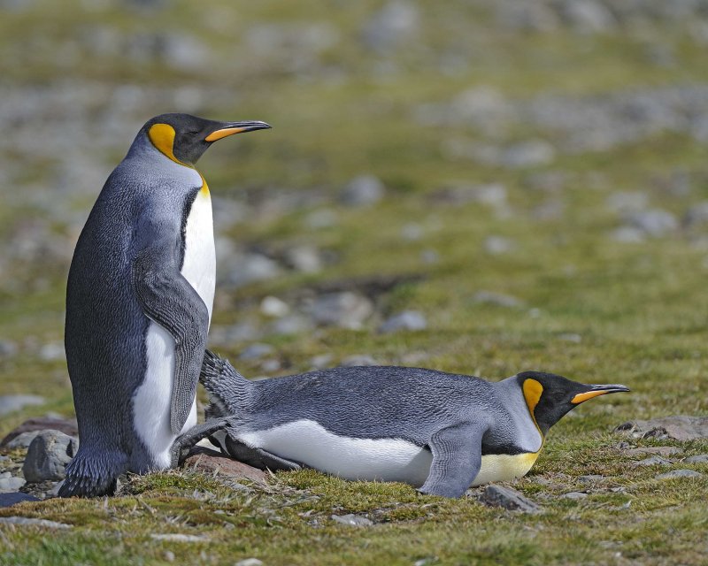 Two King Penguins