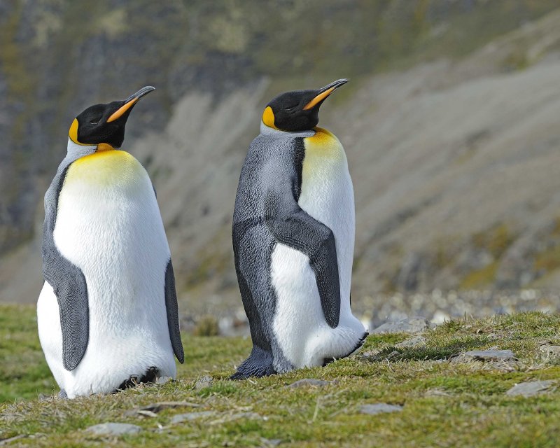 Two King Penguins