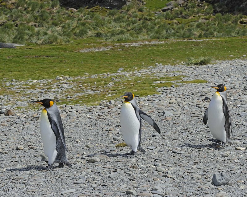 Three King Penguins