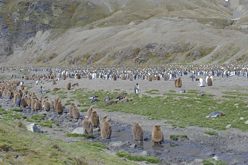 King Penguin Colony