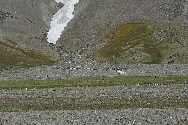 King Penguins Molting