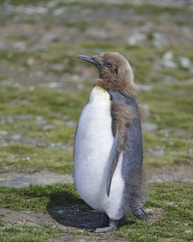 Oakum Boy King Penguin