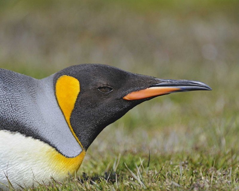 King Penguin