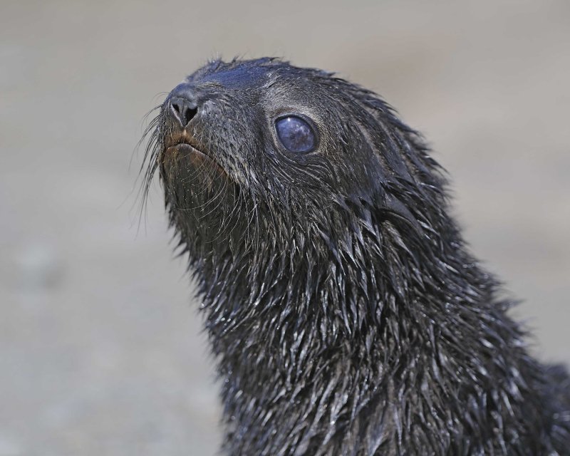 Antarctic Fur Seal Pup
