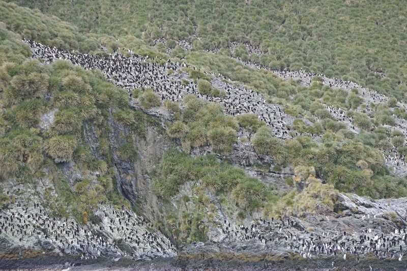 Large Macaroni Penguin Colony viewed from the Zodiac