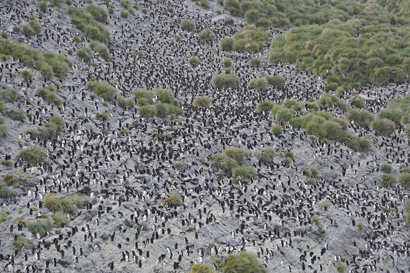 Large Macaroni Penguin Colony