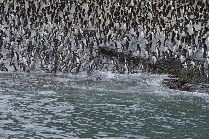 Large Macaroni Penguin Colony