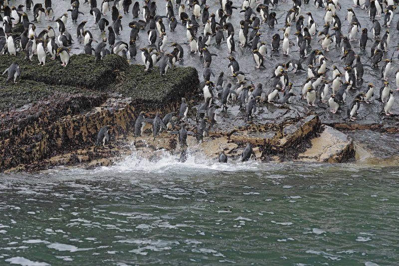 Large Macaroni Penguin Colony