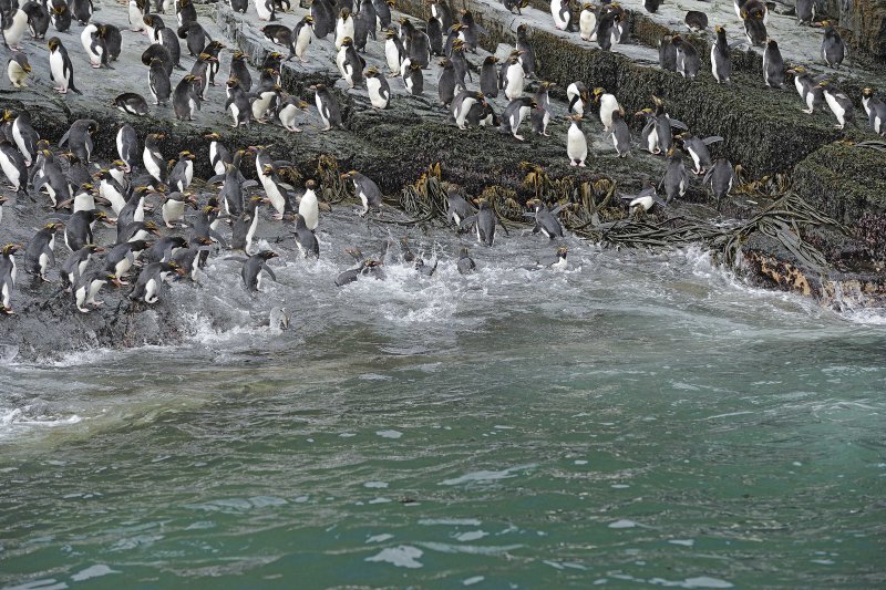 Large Macaroni Penguin Colony
