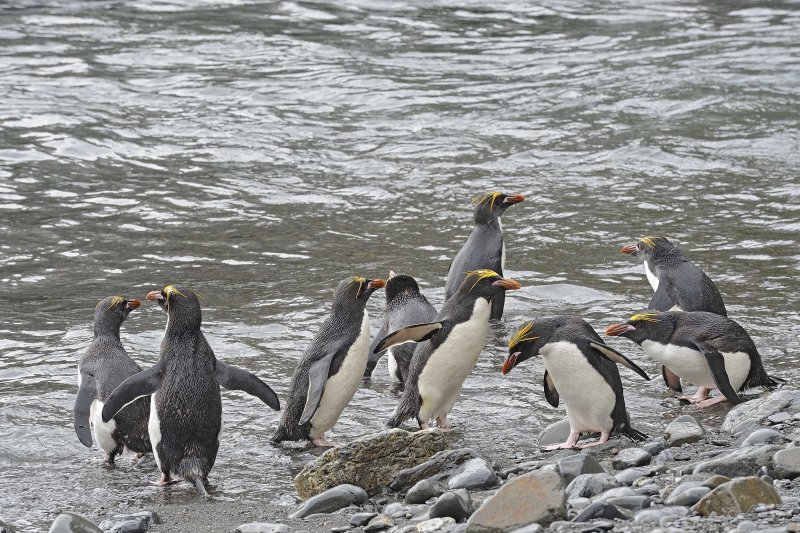 Group of Macaroni Penguins coming out of water