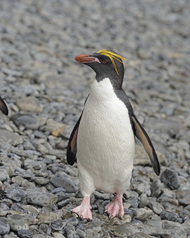 Macaroni Penguin