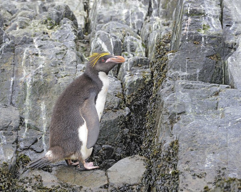 Macaroni Penguin