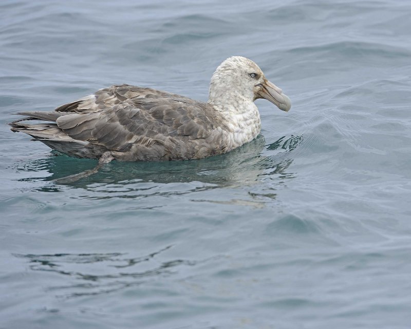 Southern Giant Petrel swimming