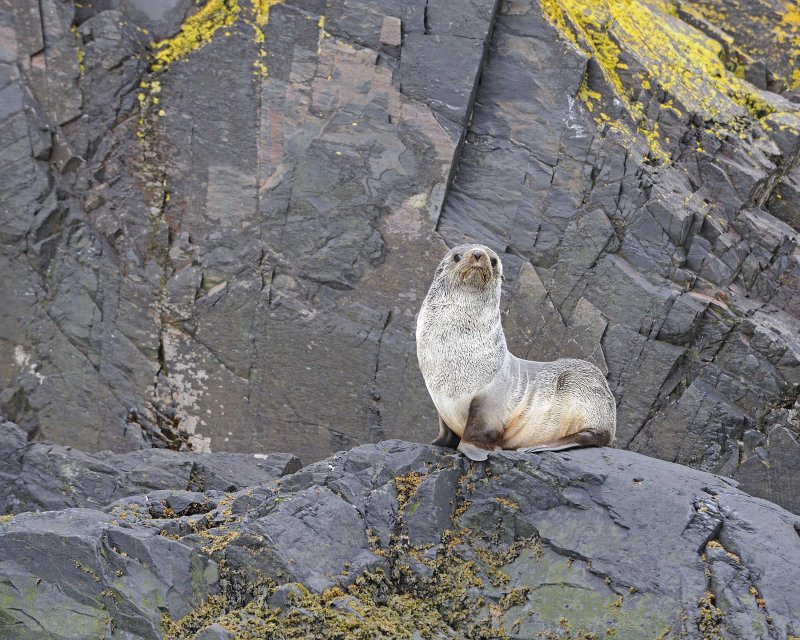 Antarctic Fur Seal resting on the rocks