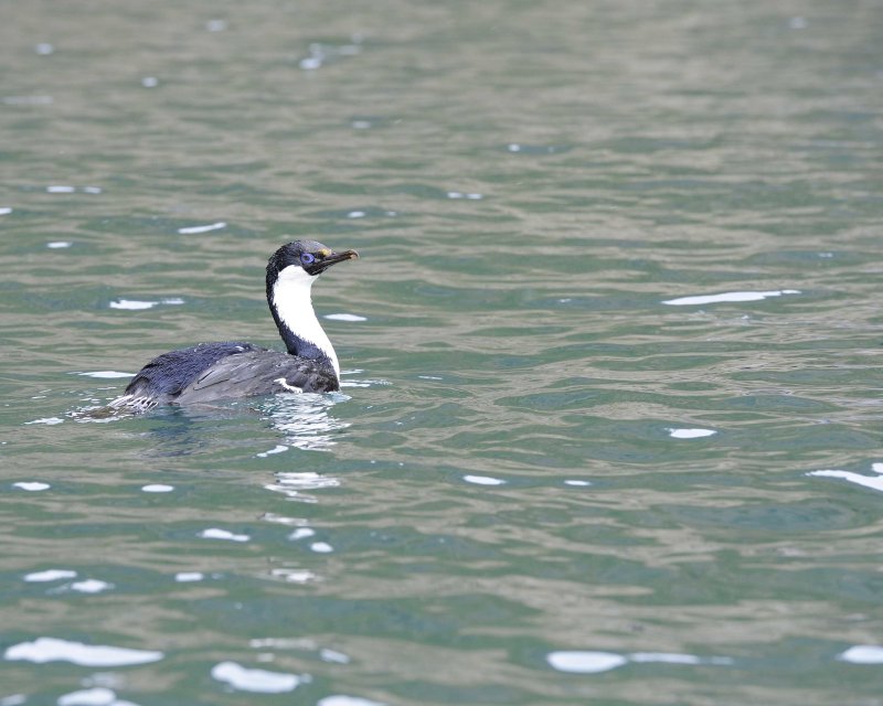 Blue-eyed Shag swimming