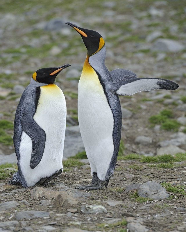 Two King Penguins