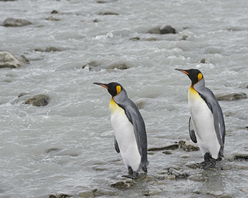 Two King Penguins