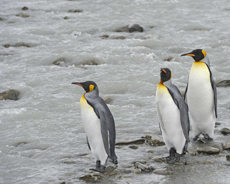 Three King Penguins