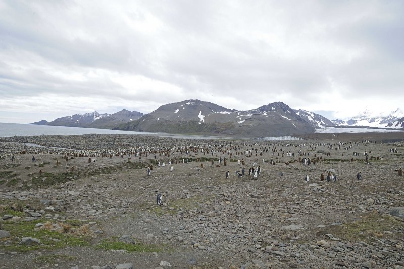 King Penguin Colony