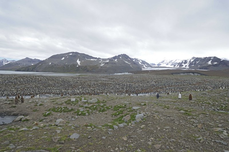 King Penguin Colony
