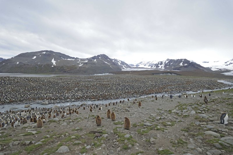 King Penguin Colony