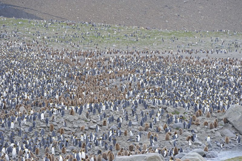 King Penguin Colony