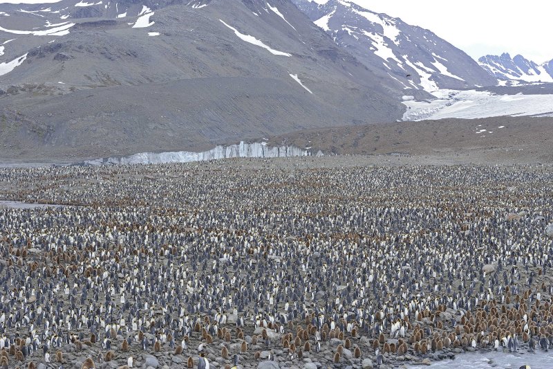 King Penguin Colony