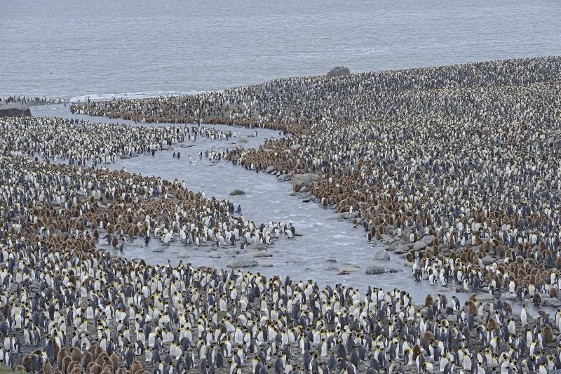 King Penguin Colony